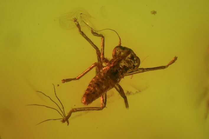 Fossil Cicada Larva In Baltic Amber #81697